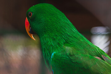 Green Eclectus parrot with orange beak
