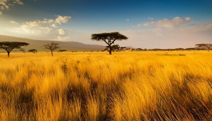 african savanna yellow grass