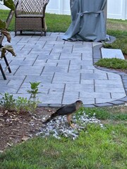 Predatory bird