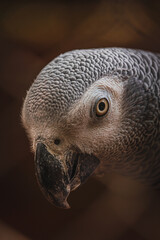 A beautiful animal portrait of an African Grey Parrot A Psittacus Erithacus