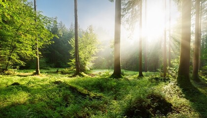 beautiful sunny morning in green forest