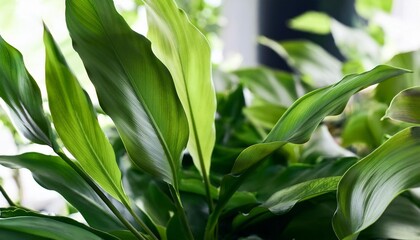 Obraz premium lush houseplant leaves close up