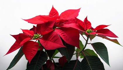 euphorbia punicea jamaican poinsettia