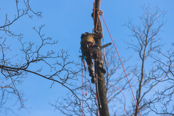 Arborist tree surgeon cutting and trimming tree branches with chainsaw, lumberjack woodcutter in...