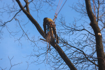 Arborist tree surgeon cutting and trimming tree branches with chainsaw, lumberjack woodcutter in...