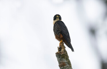 Bat Falcon (Falco rufigularis)