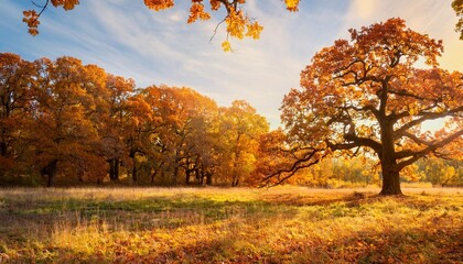 Obraz premium clearing in the forest with oak tree in full autumn foliage