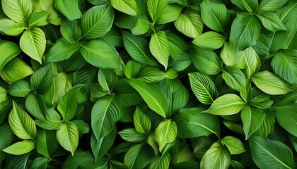 fresh leaves green wallpaper background