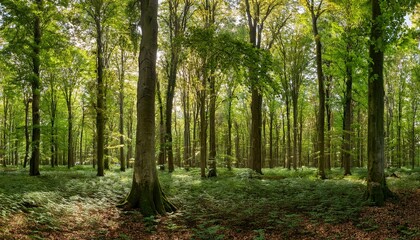 Naklejka premium panoramic forest of beech and oak trees