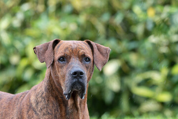 Clsoe up view of a big boxer dog