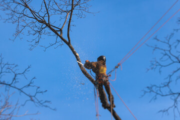 Arborist tree surgeon cutting and trimming tree branches with chainsaw, lumberjack woodcutter in...