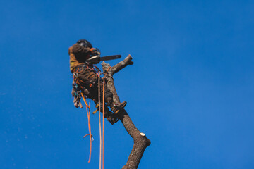 Arborist tree surgeon cutting and trimming tree branches with chainsaw, lumberjack woodcutter in...