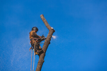 Arborist tree surgeon cutting and trimming tree branches with chainsaw, lumberjack woodcutter in...