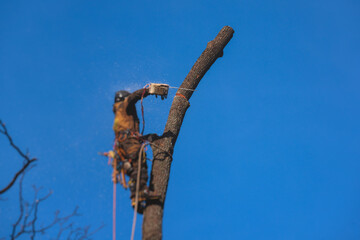 Arborist tree surgeon cutting and trimming tree branches with chainsaw, lumberjack woodcutter in...