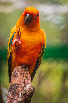 The sun conure Aratinga solstitialis cleans the beak on a branch