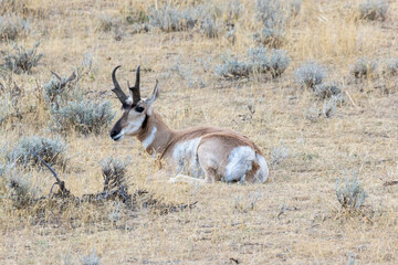 antelope in the wild