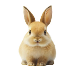 Fototapeta premium Adorable bunny rabbit isolated on transparent background, cute and fluffy furry pet animal with soft fur, a small and little friendly mammal, a tender and sweet portrait