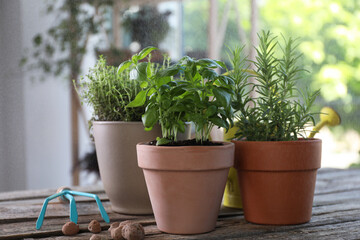 Fototapeta premium Spraying different herbs in pots on wooden table