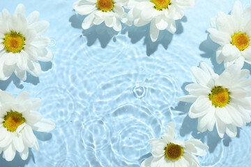 Obraz premium Beautiful daisy flowers in water on light blue background, top view. Space for text