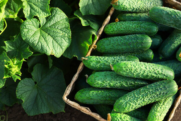Wicker basket with vegetables and cucumber bushes outdoors, top view
