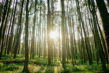 Fototapeta premium sun shining through the forest