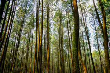Fototapeta premium forest in the morning