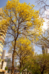 Some Yellow Ipe trees with some buildings in the background