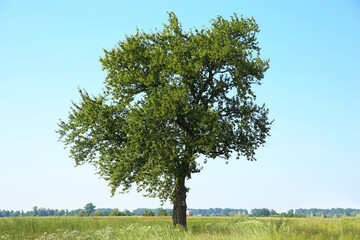 Obraz premium Beautiful tree with green leaves growing outdoors