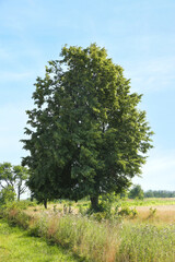 Beautiful tree with green leaves growing outdoors