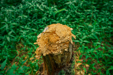 stump in the forest