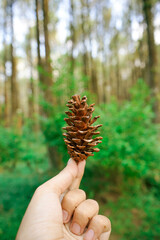 pine cone in hand