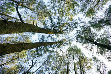 trees in the sky