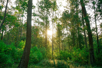 Fototapeta premium sun shining through the forest