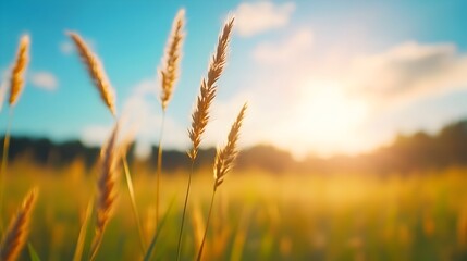 Obraz premium Vast Open Field with Swaying Grass and Gentle Wind Serene Landscape with Vibrant Hues