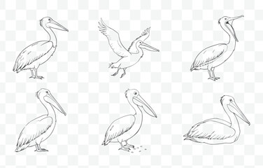 Pelican Line Art Vector Set Featuring Elegant and Detailed Illustrations of Pelicans in Various Poses