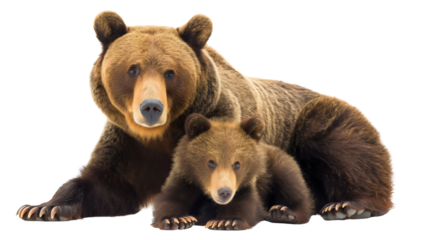 Adorable mother mama bear hugging her cute baby cub child, a heartwarming family portrait of the wild animal and its young, showcasing the love and bond, isolated