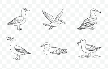 Shearwater Bird Line Art Vector Set with Detailed Illustrations of Oceanic Seabird Species in Elegant Designs