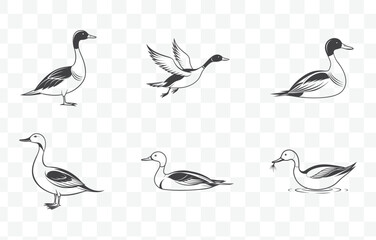 Elegant Pintail Duck Line Art Vector Set Detailed and Versatile Pintail Illustrations for Artistic and Design Projects