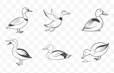 Print Shoveler Duck Line Art Vector Set Detailed Illustrations of Shoveler Waterfowl in Minimalist Style