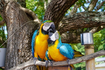 ルリコンゴウインコ  学名：Ara ararauna  © Yoshi