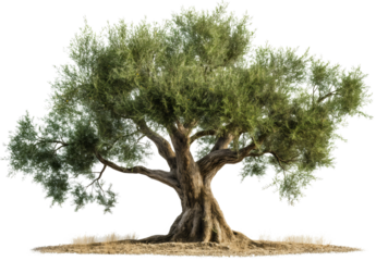 Isolated olive tree in nature showcases beautiful green leaves and branches, a fresh botanical plant that highlights of organic growth and lush foliage against a transparent background