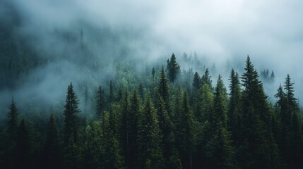 A panoramic view of pine trees on a mountainside with low clouds rolling in, creating a moody and dramatic scene