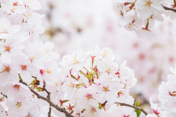Fototapeta premium Springtime close up of white cherry blossoms