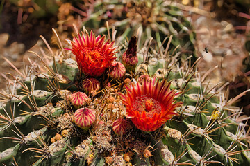 Obraz premium Exploring The Living Desert Zoo and Gardens
