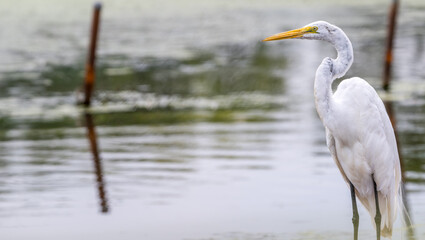 Closeup of a great egret.