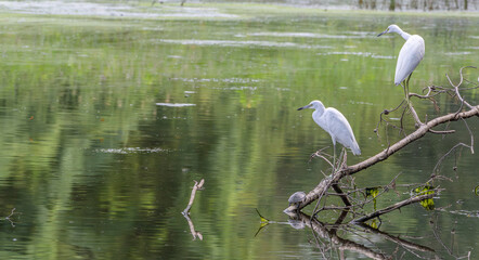 Juvenile little blue herons perched on tree branches over a pond in summer.