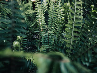 Green plant foliage