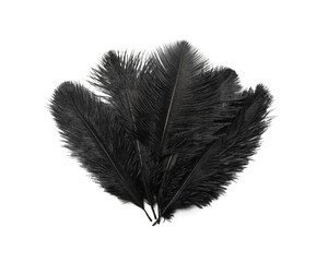 Beautiful black bird feathers isolated on white, top view