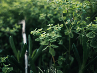 Green plant foliage
