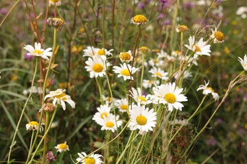 Beautiful white chamomile flowers growing in field